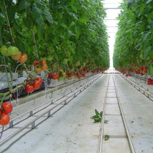 Buy cheap UV Radiation Protection Layer 120km/H Multi Span Greenhouses from wholesalers