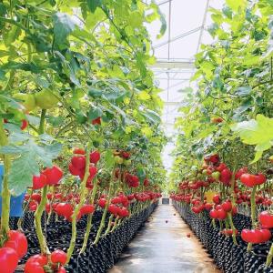 Buy cheap Innovative Design and Innovative Hydroponic Glass Greenhouse for Growing Vegetables from wholesalers