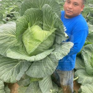 Buy cheap 6x15m Tunnel Greenhouse For Flower And Vegetable Farming Projects from wholesalers