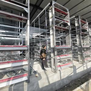 Buy cheap Multi Tier Poultry House Cleanout Equipment , 1.2mm 220v Battery Cage System from wholesalers