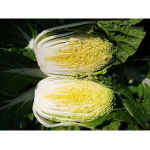 Buy cheap Clean Large Baby Chinese Cabbage / Farm Raised Head Napa Cabbage from wholesalers