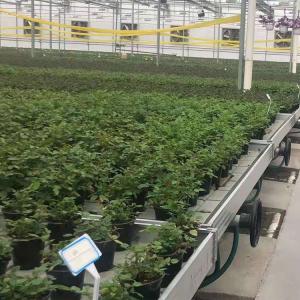Buy cheap Vegetables Ebb And Flow Tray Seeding Bed Greenhouse Rolling Benches from wholesalers
