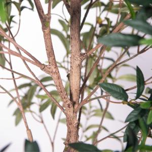 Buy cheap Artificial Olive Tree Indoor - Realistic Faux Olive Trees Wholesale for Home & Office from wholesalers