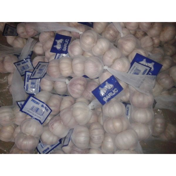 Buy cheap FRESH GARLIC from wholesalers