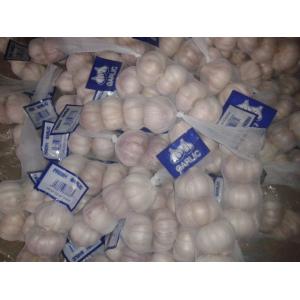Buy cheap FRESH GARLIC from wholesalers