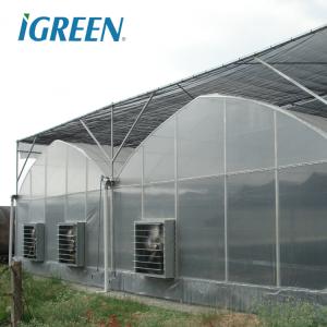 Buy cheap Tomato Growing Agricultural Equipment Roof Vent Free Multi Span Greenhouse from wholesalers