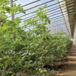 Buy cheap 30-Day Return Guarantee Vegetable Sunlight Greenhouse Sparay Irrigation System 100.000kg from wholesalers