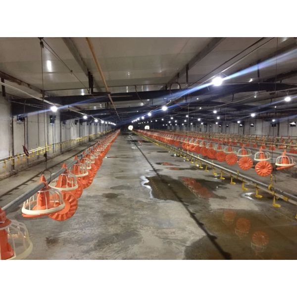 Intelligent Poultry Farming Lighting Growth of Poultry Light 120/230/240VAC 50/60Hz 36V/40VDC Broiler Chickens