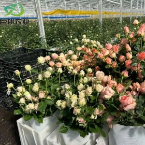 Customized Hydroponics Greenhouse with Climate Control System and Double Layer