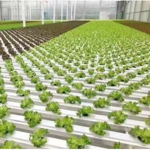 Buy cheap Steel Plastic Double Arch Beam Design Greenhouse For Vegetables from wholesalers