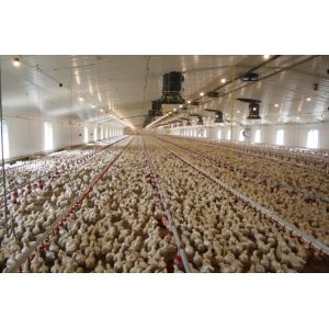 Buy cheap Painted Steel Structure Poultry House from wholesalers