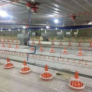 Buy cheap Automatic Poultry Broiler Pan Feed Feeding System for floor ground farm house China factory from wholesalers