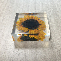Buy cheap Cubic Flower Paperweight With Dandelion Inside Embed Processing from wholesalers
