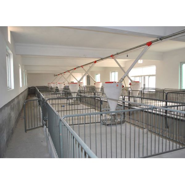 Hot Dip Galvanized Piggery Farm Equipment PVC board Weaner Raised Farrowing