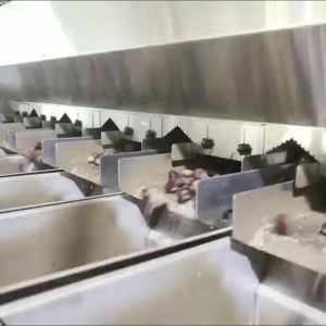 Buy cheap High Accuracy, Intelligent Chestnut Sorting Machine, with 6-12 lanes + 8 outlets Offering Labor Savings and 3.3 Tons per Hour Output. from wholesalers