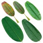Buy cheap Fire Retardant Artificial Banana Leaves Outdoor For Events Evergreen Colored Leaves from wholesalers