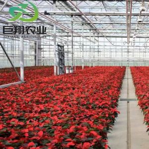 Cultivation Method Hydroponics Customized Glass Greenhouse for Cucumber