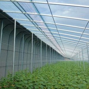 Buy cheap Optimize Growth with Sunlight and Spray Irrigation Flower Planting Greenhouse from wholesalers
