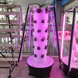 Hydroponic System Aerpetta Strawberry And Leaf Vegetable Rotation With Lights