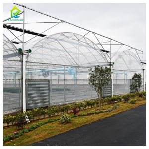 Horticultural Plastic Film UV Resistant Large Poly Tunnel Multi-span Greenhouse