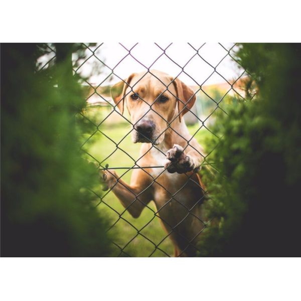 Buy cheap Commercial Chain Link Mesh Smooth Welding With High Precision Wire Netting Process from wholesalers