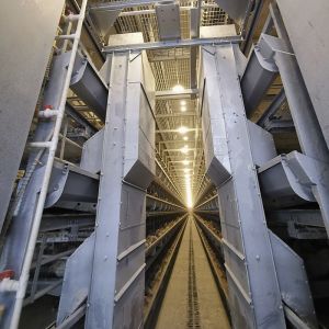 Buy cheap 50hz Automatic Poultry Feeding System from wholesalers