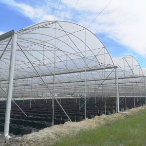 Buy cheap Multi-span Plastic UV Resistant Film Tunnel Agricultural Blueberry Greenhouse from wholesalers