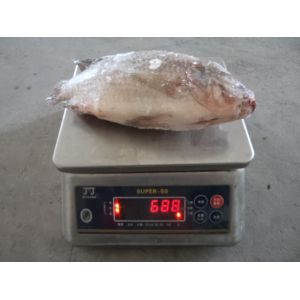 Buy cheap wholesale frozen fish frozen tilapia frozen gutted and scaled tilapia from wholesalers