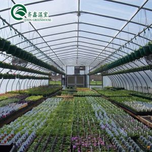 Buy cheap Single Span Greenhouse Mushroom Growing Equipment Covered with Transparent Plastic Film from wholesalers