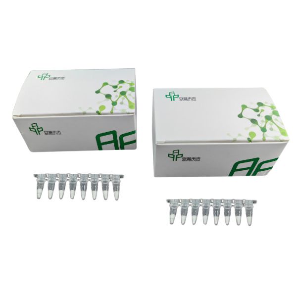 Buy cheap Basic RNA Amplification Kit Stable Easy Operate 14 Months Validity from wholesalers