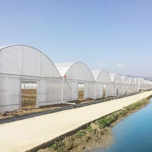 Buy cheap Multi-span Agricultural Poly Tunnel Plastic Greenhouse with Steel Tructure and Irragation System from wholesalers