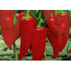 Buy cheap Mild Dried Yidu Chilies In Plastic Bag Vitamin C 200g from wholesalers