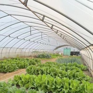 Buy cheap Multi Span Commercial Greenhouse With Hydroponics System Custom from wholesalers