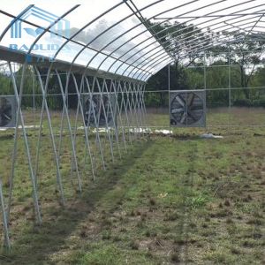 Buy cheap Top Ventilation Multi Span Plastic Tunnel Greenhouse Rustproof from wholesalers