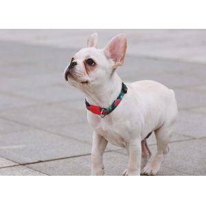 Buy cheap Watermelon Dog Collar And Leash Harness Reflective Dog Accessories from wholesalers