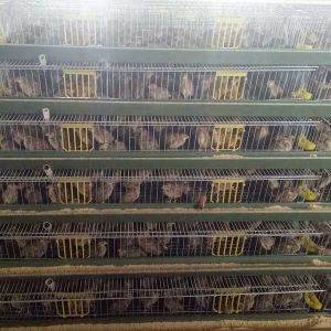 Buy cheap High Performance Quail Farming Cages , Fireproof Sturdy Quail Breeding Cages from wholesalers
