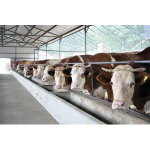 Energy-efficient Light Weight Steel Structural Framing Cowshed Systems With