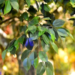 Buy cheap Fiber Glass Trunk Artificial Landscape Trees Anti Fading For Patio from wholesalers