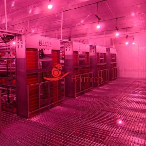 Buy cheap 80000 Layer Chicken Cage System for Improved Rearing Conditions from wholesalers