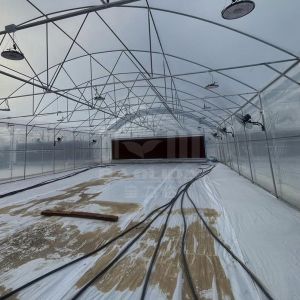 6x15m Tunnel Greenhouse For Vegetable Cultivation With Easy Installation