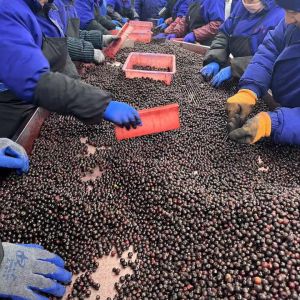 Buy cheap IQF Frozen Whole Blueberries Premium Baking and Smoothie Toppings Intensely from wholesalers