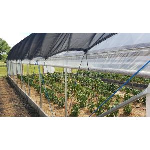 Baolida 8m x 12.5m Tunnel Greenhouse with 3.5m Height for Vegetables
