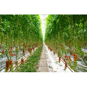 Buy cheap AC 265V 660nm Quantum Board Light For Farming from wholesalers