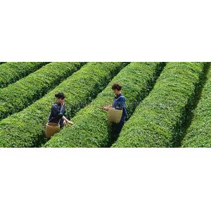 CCD Green Tea Optical Sorting Machine