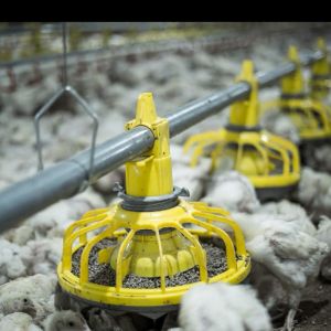 Buy cheap OEM ODM Chicken Farm Equipment Poultry Farming Drinker And Feeder from wholesalers