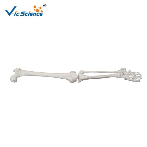 Buy cheap Upper Extremity Anatomical Skeleton Model VIC-121 Medical Skeleton Model from wholesalers
