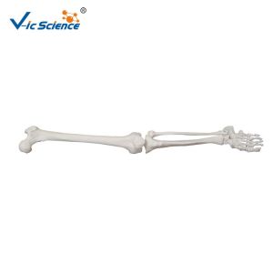 Buy cheap Upper Extremity Anatomical Skeleton Model VIC-121 Medical Skeleton Model from wholesalers