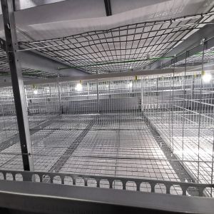 Buy cheap One Day Old Baby Chick Cage With Full Automatic System from wholesalers