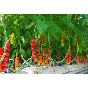 Buy cheap Greenhouse Polypropylene Thread Packing 1800m/Roll 3000m/Roll PP Twine from wholesalers