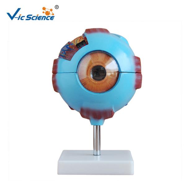 Buy cheap Medical Science Human Anatomy Model Giant Eye Model 53x39x55cm from wholesalers